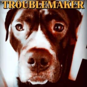 Troublemaker