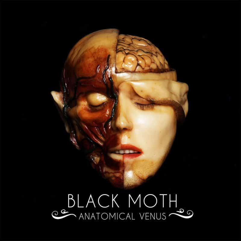Black Moth 2