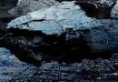 Dark Ocean Society 1