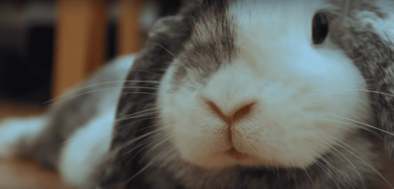 Easter Bunny 3
