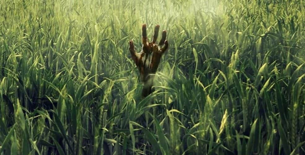 In the tall grass