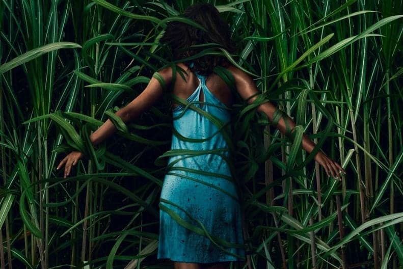 In the tall grass