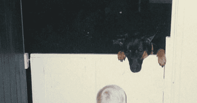 Album Review: Sunbleached – Stop Destroying The Things You Love (Community Music)